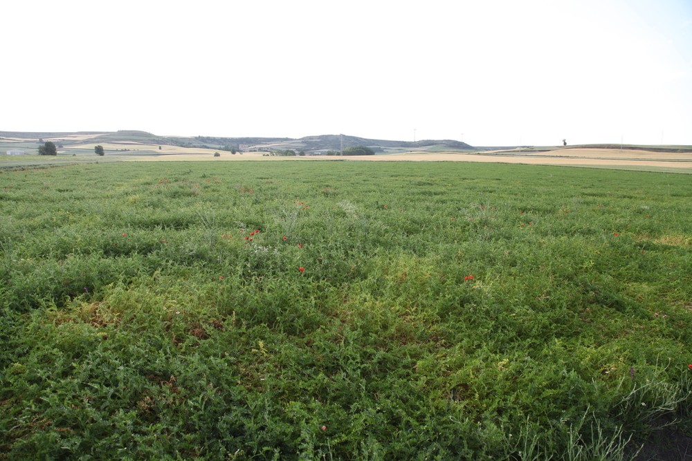 Leguminosas: la asignatura pendiente del campo español