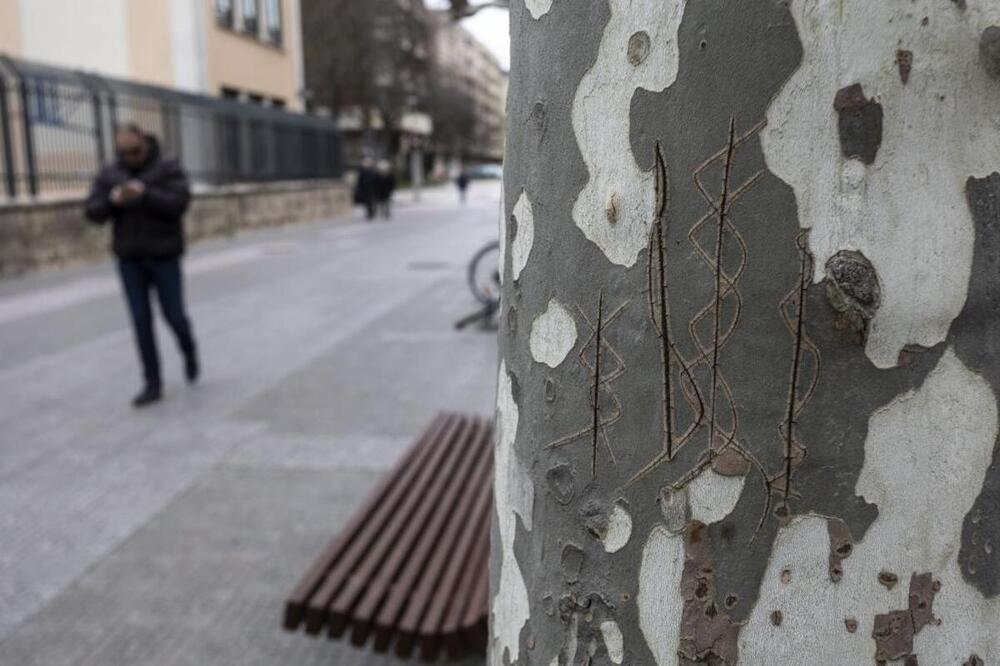Marcar los árboles, hasta 1.500 euros de sanción.