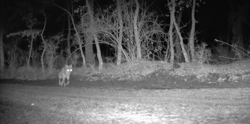 Fotogramas del lobo merodeando por el pueblo burgalés de la Sierra de la Demanda.