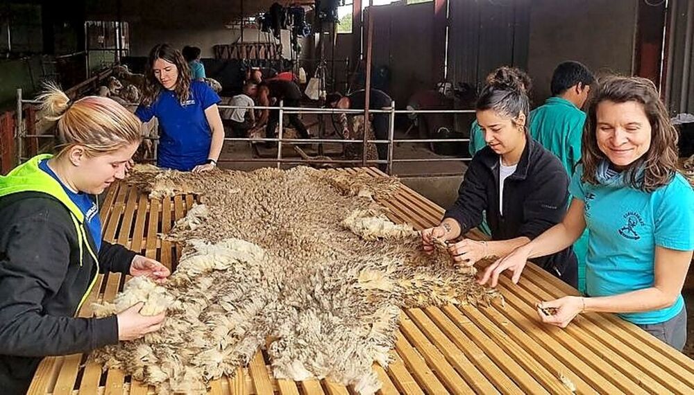 «Queremos demostrar que la lana de oveja es rentable»
