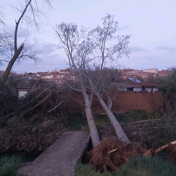 La caída de un árbol afecta a varios tendidos en Lerma