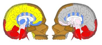 El Cenieh investiga las relaciones entre cráneo y cerebro