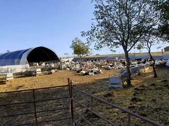 Roban 150 lechazos y 50 ovejas en una granja de Río Ubierna