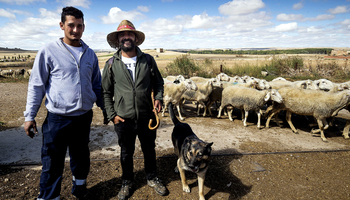 Las explotaciones de ovino caen un 30% desde 2010 en Burgos