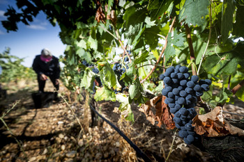 Menos uva, más calidad… y batalla con los precios