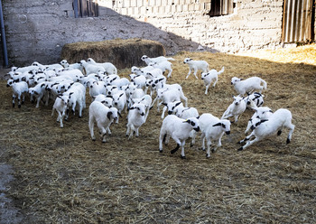 El cese de 40 ganaderos en un año provoca escasez de lechazo