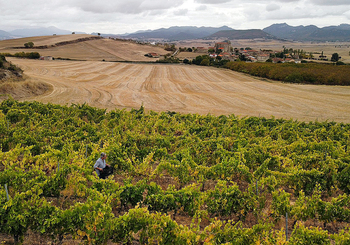 La vendimia en Miranda se salda con 600.000 kilos de uva