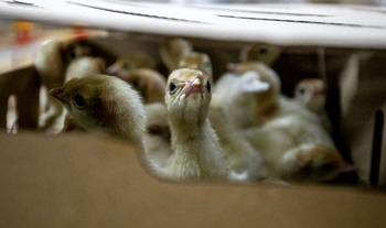 Declarado el primer foco de gripe aviar en aves domésticas