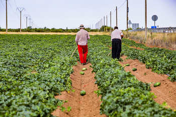 La agricultura genera cerca de 20.000 contratos hasta junio