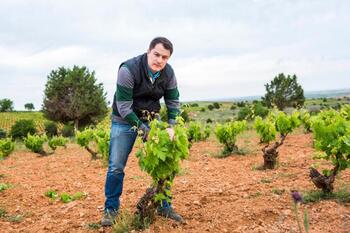 Las bodegas que producen vino ecológico aumentan un 360%