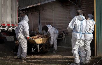 Europa da por extinguido el foco de gripe aviar de Íscar
