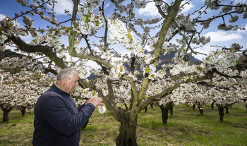 La lluvia puede arrasar hasta el 50% de cereza en Caderechas