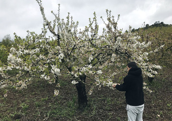 La cereza de Caderechas sobrevive al frío y a las lluvias