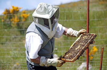 La sequía reduce a la mitad la producción de miel en Miranda