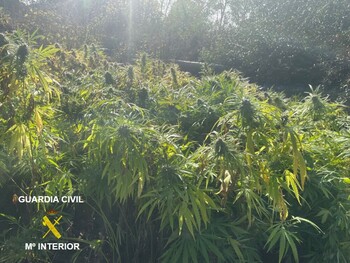 La Guardia Civil descubre 500 plantas de cannabis en La Puebla