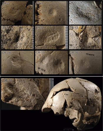 Un análisis forense de 20 cráneos de la Sima de los Huesos