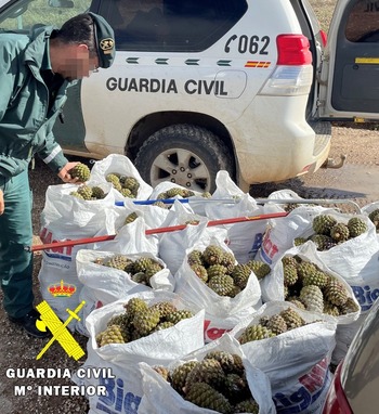 Intervenidos en Burgos 800 kilogramos de piñas piñoneras