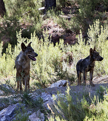 El Gobierno recurre la ley de caza por dejar cazar lobos