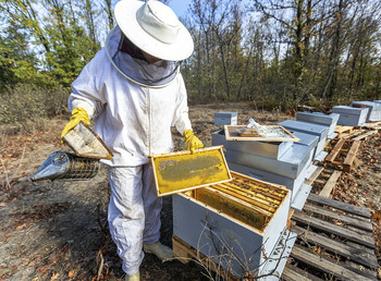 La producción de miel cae entre el 50 y 75% por la sequía