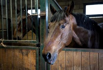 Proponen 300.001 euros de multa para el hotel de caballos