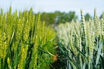 El Itacyl desarrolla ocho variedades propias de cebada