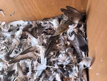 La abundancia de palomas obliga a duplicar las capturas