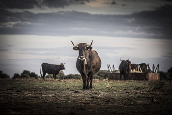 El Gobierno limita el movimiento del ganado bovino en CyL