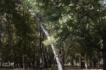 La caída de un árbol obliga a una poda urgente en La Quinta