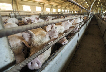 Las granjas de la Ribera crecen en 21.000 cerdos en un año