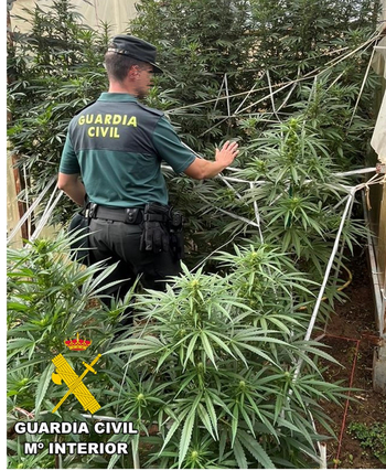 Desmantelan una pequeña plantación de marihuana en La Demanda