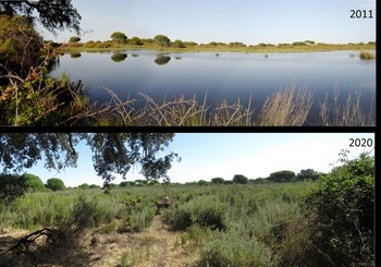 Más de la mitad de las lagunas de Doñana han desaparecido