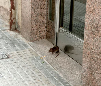 Venerables denuncia una plaga de ratas