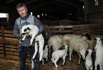 La provincia pierde en una década un 35% de cabezas de ovino
