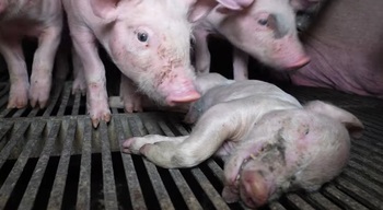 Denuncian a una granja de cerdos en Burgos por maltrato animal