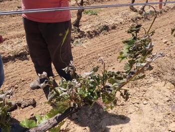 El hielo daña al menos 950 hectáreas de viñedo en la Ribera
