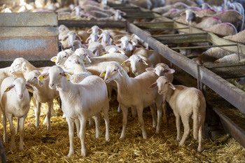 El ovino agudiza su crisis con la pérdida del 25% de animales