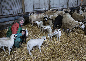 Burgos importa más de 20.000 corderos para Navidad