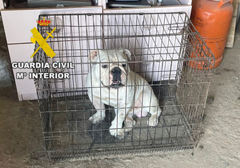 Descubren en Burgos un criadero ilegal de bulldog inglés