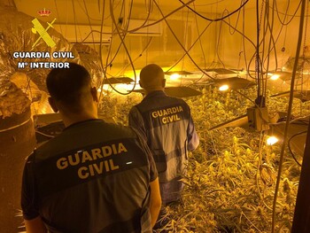 Desmantelan en las Merindades una gran plantación de marihuana