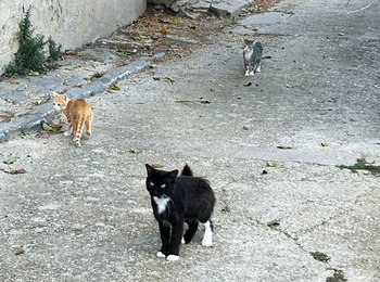 Desbordados por el aumento de las colonias de gatos en Miranda