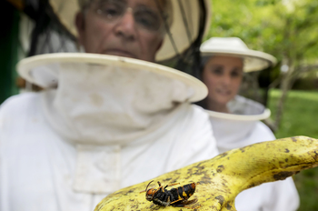 La sequía y el avispón golpean a la apicultura