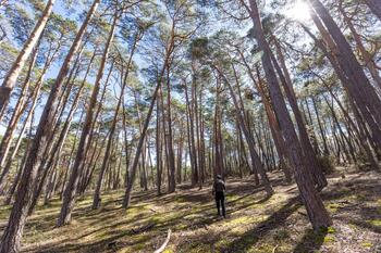 Pinilla de los Barruecos abre su suerte de pinos a más vecinos