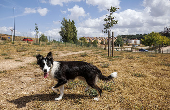 Deterioro exprés en el parque para perros de Fuentecillas