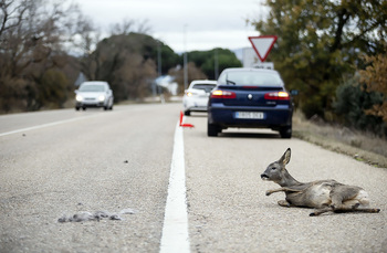 Los accidentes con animales en la Ribera siguen disparados