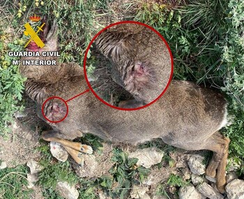 Investigado un cazador madrileño por furtivismo en el Arlanza