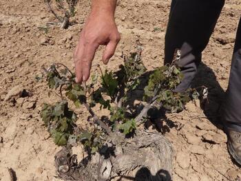La helada provoca daños en 2.120 hectáreas de viñas en Ribera