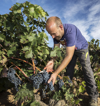 Ribera del Duero alcanza los 50 millones de kilos de uva
