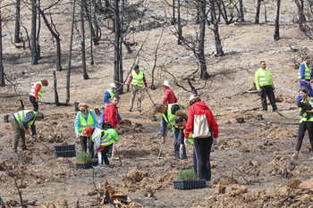 Los vecinos inician la reforestación del Arlanza tras el fuego