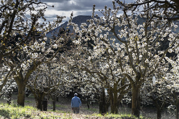 La floración de los cerezos de Caderechas resistirá una semana