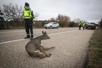 Más de 630 accidentes de tráfico con fauna en Aranda y Ribera